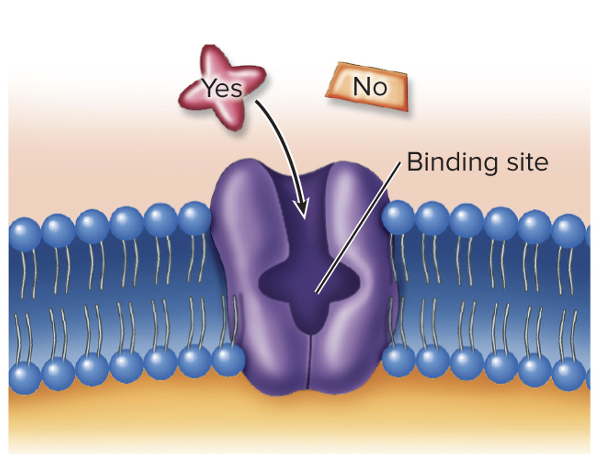 <p>bind only a certain type of molecule or ion </p>