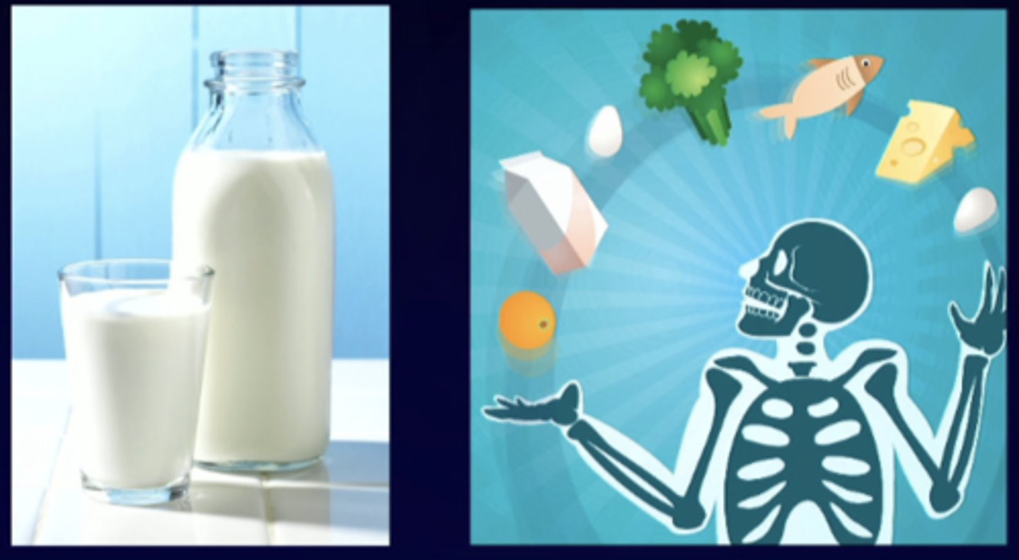 <p>calcium regulation and homeostasis</p>