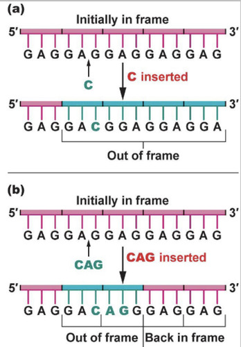 <p>Every mRNA has this where the DNA sequence/RNA sequence is read 3 base pairs at a time. The start codon determines it.</p>