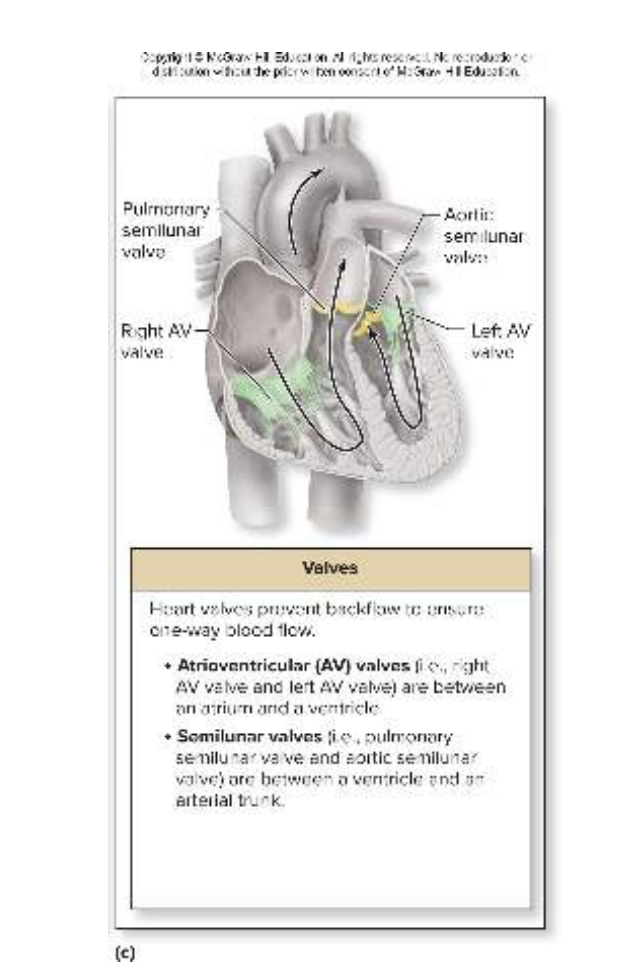 <p>The heart has two sets of valves. These valves ensure one-way flow of blood through heart.</p><ul><li><p>Atrioventricular (AV) valves</p><ul><li><p>Sit between atrium and ventricle of each side</p></li><li><p>Right AV valve (<strong>tricuspid</strong> bc it has 3 tissue flaps)</p></li><li><p>Left AV valve (<strong>bicuspid</strong> bc it has 2 tissue flaps)</p></li></ul></li></ul><ul><li><p>Semilunar valves</p><ul><li><p>Sit at boundary of ventricle and arterial trunk</p></li><li><p>Pulmonary semilunar valve: located between right ventricle and pulmonary trunk (3 tissue flaps)</p><ul><li><p>Prevents backflow of blood from the pulmonary trunk</p></li></ul></li><li><p>Aortic semilunar valve: located between left ventricle and the aorta (2 tissue flaps)</p><ul><li><p>Prevents backflow of blood from the aorta</p></li></ul></li></ul></li></ul><p></p>