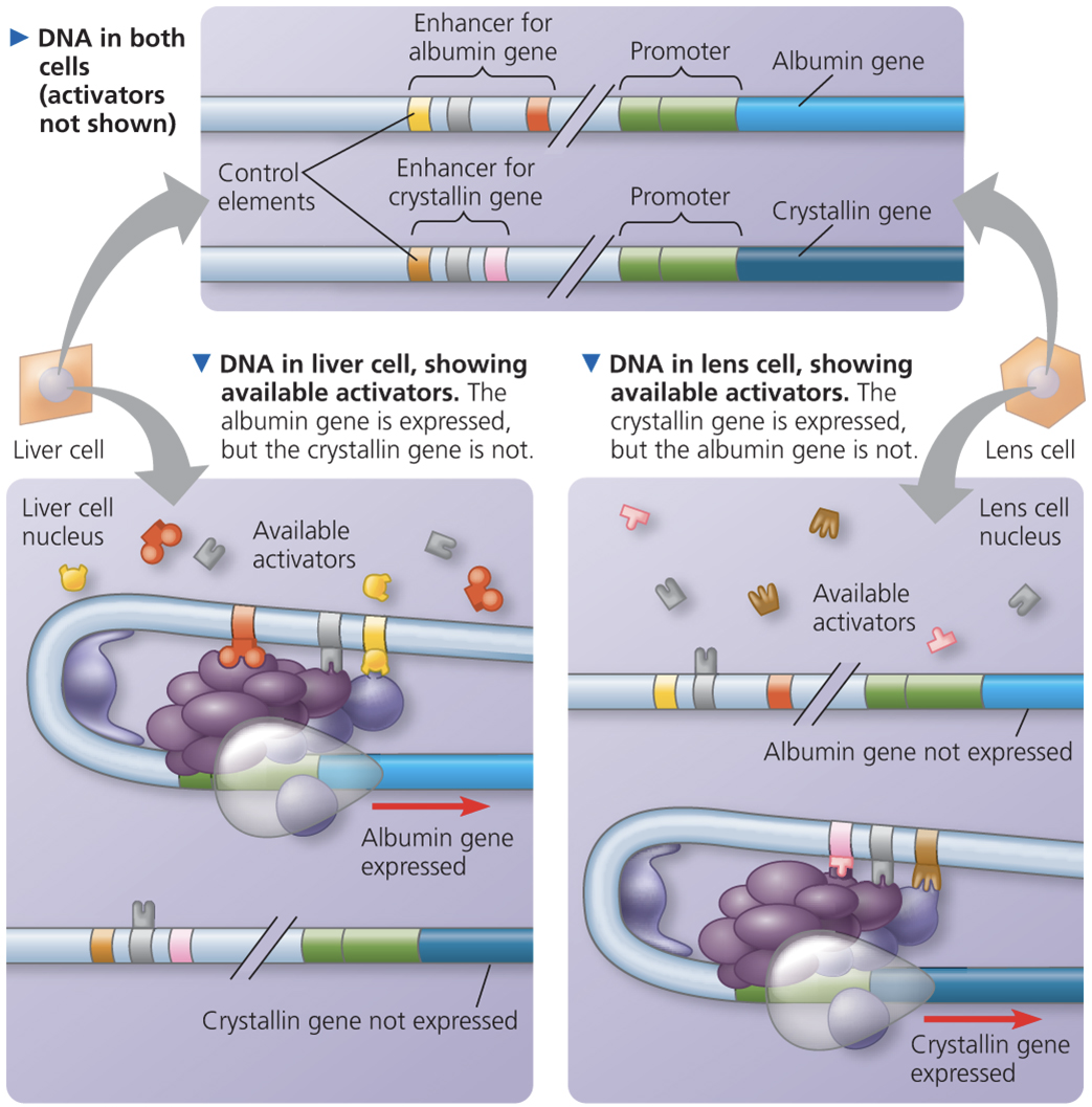<p>why is a myosin gene transcriptionally expressed in muscle cells but not in neurons?</p>