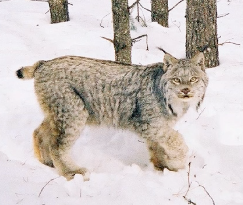 Canada lynx
