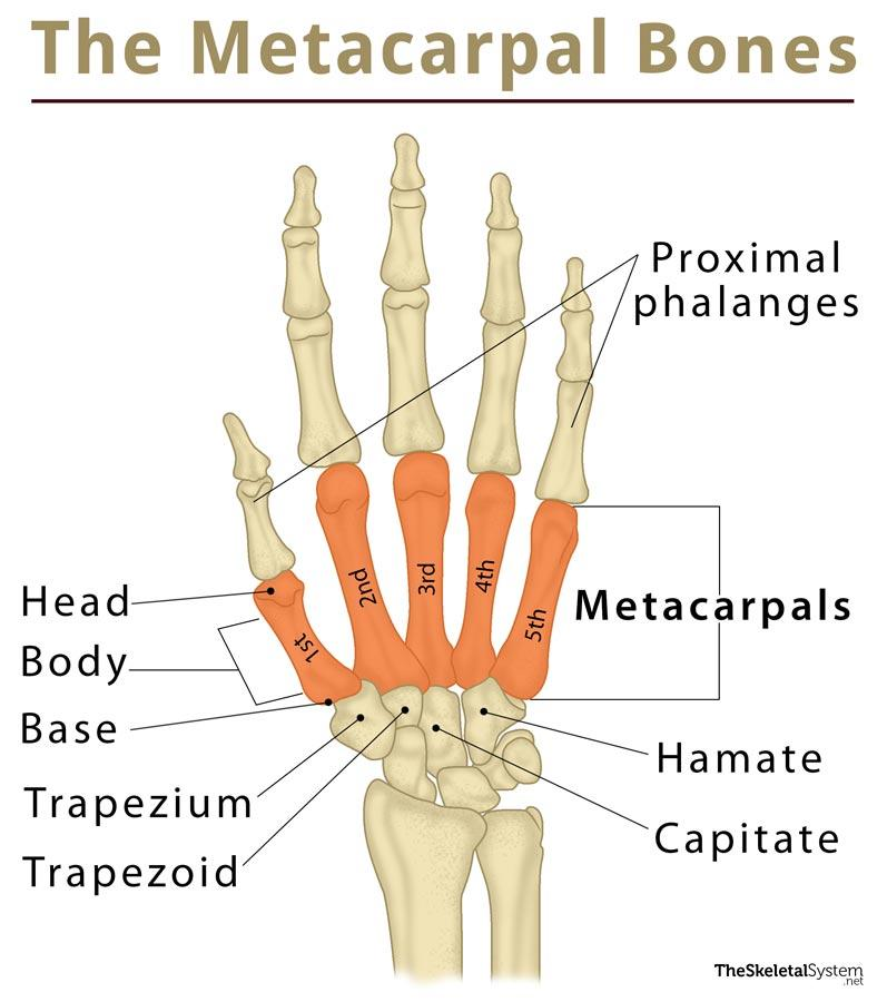 <p>the top of the metacarpals</p>