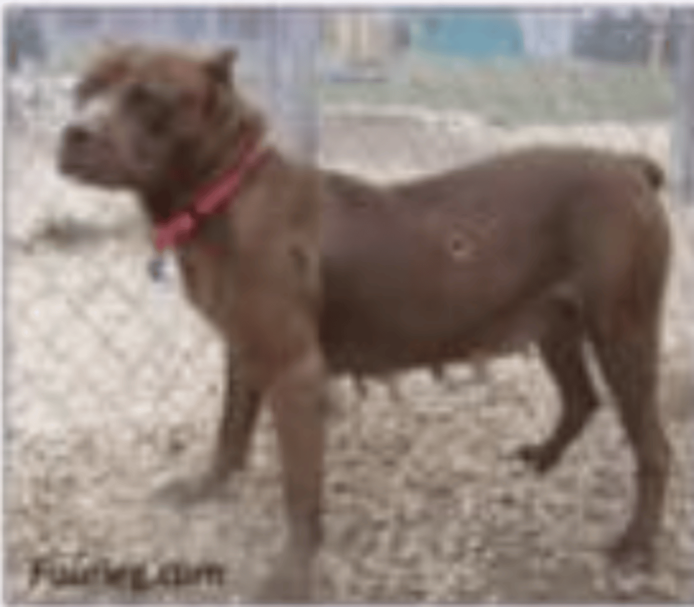 <p>this dog is presenting what?</p>