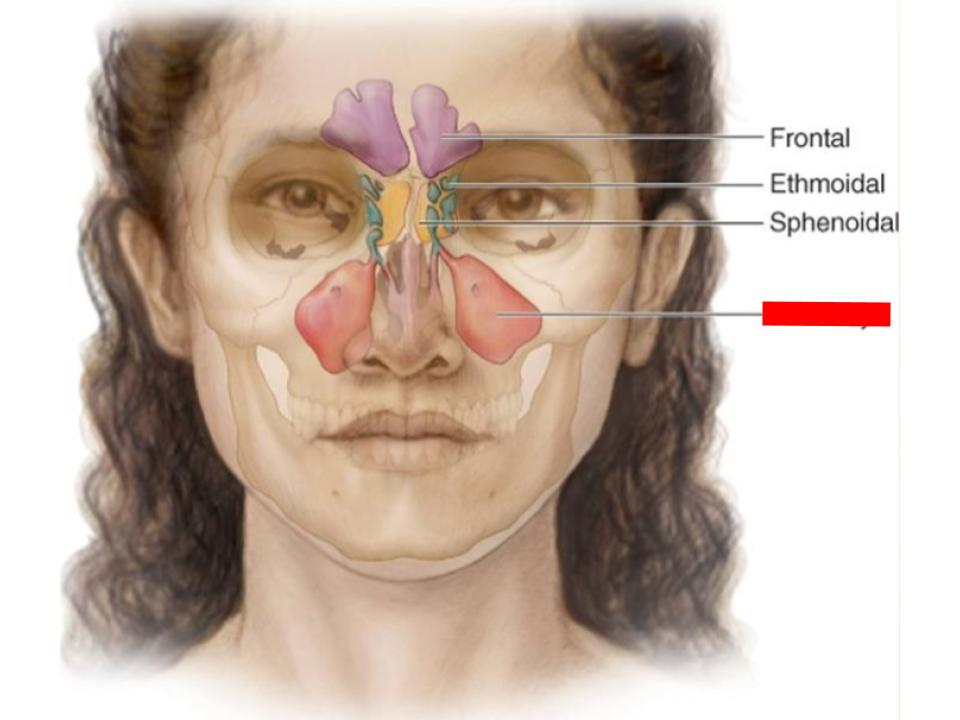 <p>paranasal sinuses</p>