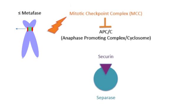 <p>→ cel mag <strong>niet</strong> in anafase gaan</p><ol><li><p>vorming van Mitotic Checkpoint Complex (MCC) (gebeurt wanneer minstens één kinetochoor fout verbonden is)</p></li><li><p>MCC inhibeert Anaphase Promoting Complex/Cyclosome (APC/C)</p></li><li><p>APC/C kan securine niet afbreken</p></li><li><p>separase blijft geïnhibeerd door securine → Ssc1 wordt niet geknipt → <strong>zusterchromatiden blijven gebonden</strong></p></li></ol><p></p>