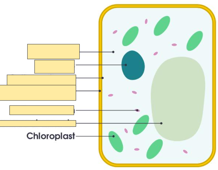 <p>Chloroplast</p>