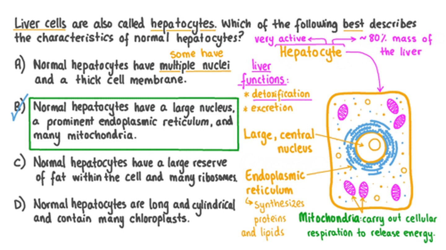 <p>1. Large polyhedral cells</p><p>2. Abundant rough endoplasmic reticulum (RER)</p><p>3. Abundant smooth endoplasmic reticulum (SER)</p><p>4. Numerous mitochondria</p><p>5. Numerous lysosomes</p><p>6. Numerous peroxisomes</p><p>7. Several Golgi complexes</p><p>8. Many lipid droplets</p><p>9. Many glycogen deposits</p>
