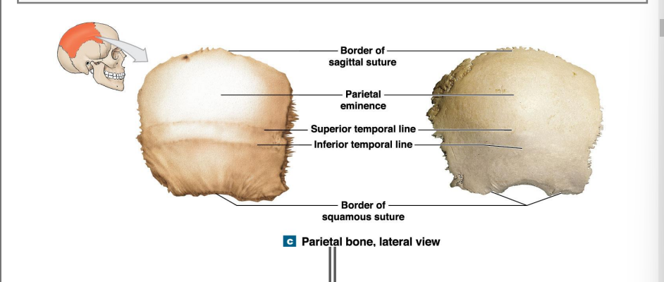 <p>Attachment of the temporalis muscles (closes mouth)</p>