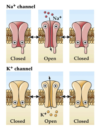 <ul><li><p>only opens at specific conditions</p></li><li><p>closed as RMP</p></li><li><p>only open when membrane is depolarised </p></li><li><p>responsible for initiation(Na+) and Termination(K+) of AP</p></li></ul><p></p>