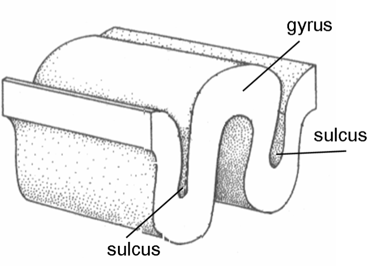 <p><span>Sulcus (sulci for plural): </span></p>