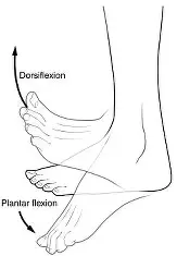 <p>Plantar Flexion</p>