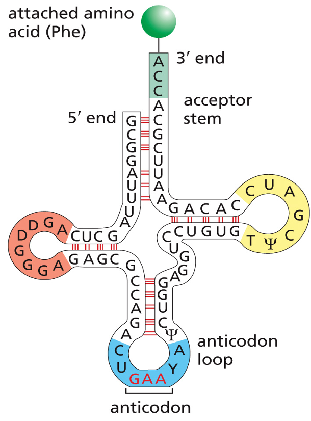 tRNA has a clover leaf structure (three loops and a stem). Loops made of complimentary stuff, create binding sites for proteins. Unusual bases, complementary base pairings (helices). Amino acid on 3' end.