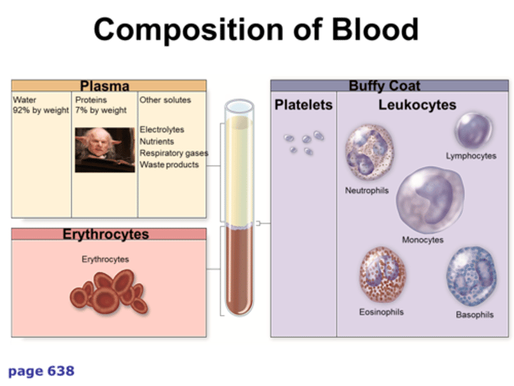 <p>Makes up about 7% and the 3 types are albumins, globulins, and fibrinogen</p>