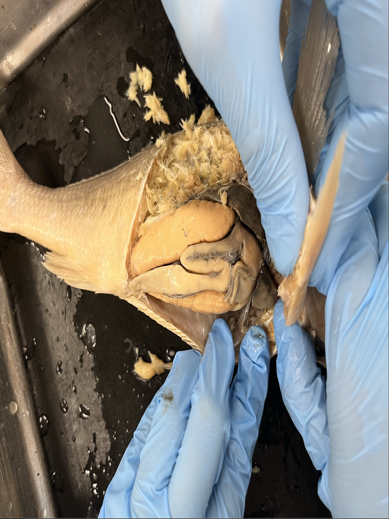 <p>what specimen is this?</p><p>identify the ovaries</p>