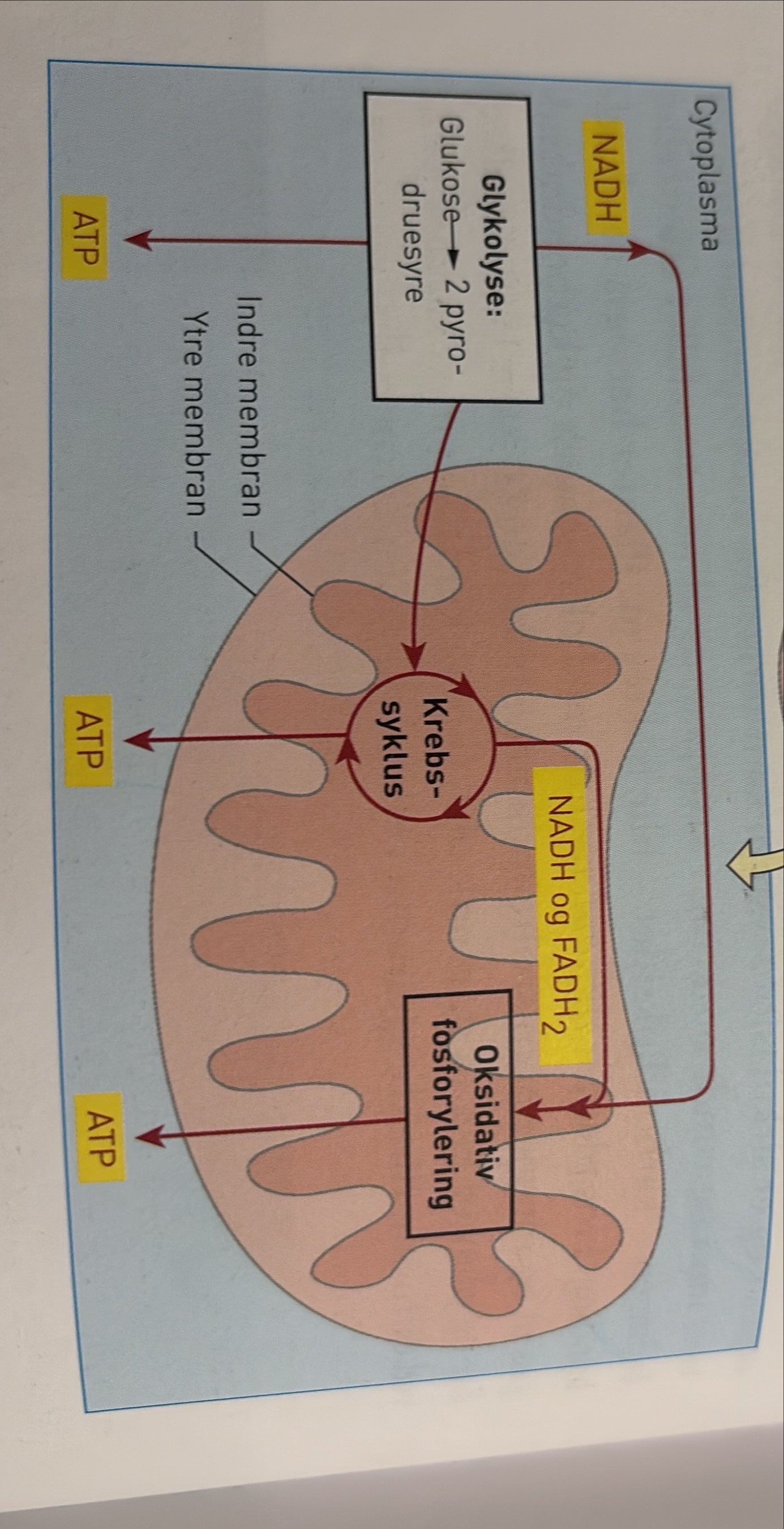 <p>I aerob celleånding er oksygen nødvendig. Mange dyr har gassutvekslingsorganer og et sirkulasjonssystem som sørger for at oksygen kan transporteres inn i o rundt omkring i kroppen, og at noe av avfallet etter celleåndingen – karbondioksidet – blir fraktet ut. Planter har også aerob celleånding. Hos planter diffunderer luft med oksygengass og karbondioksidgass ut og inn gjennom spalteåpningene o bladene. Fåcellede dyr og planter kan ta opp nok oksygen og kvitte seg med karbondioksid ved diffusjon direkte gjennom cellemembranen o hver celle.</p><p class="MsoNormal">Vi starter med å se nærmere på hvordan glukose brytes ned. Den aerobe nedbrytningen av glukose består av mange delreaksjoner. Vi grupperer dem i tre hoveddeler:</p><p class="MsoListParagraphCxSpFirst"><span><span>-</span></span><span style="font-family: "Times New Roman"; line-height: normal; font-size: 7pt;"><span>&nbsp;&nbsp;&nbsp;&nbsp;&nbsp;&nbsp;&nbsp;&nbsp;&nbsp; </span></span>Glykolysen</p><p class="MsoListParagraphCxSpMiddle"><span><span>-</span></span><span style="font-family: "Times New Roman"; line-height: normal; font-size: 7pt;"><span>&nbsp;&nbsp;&nbsp;&nbsp;&nbsp;&nbsp;&nbsp;&nbsp;&nbsp; </span></span>Krebssyklusen</p><p class="MsoListParagraphCxSpLast"><span><span>-</span></span><span style="font-family: "Times New Roman"; line-height: normal; font-size: 7pt;"><span>&nbsp;&nbsp;&nbsp;&nbsp;&nbsp;&nbsp;&nbsp;&nbsp;&nbsp; </span></span>Oksidativ fosforylering</p><p class="MsoNormal">I de to første hoveddelene spaltes molekyler flere ganger. Dette frigir energi, som blir overført til energibærere i form av ATP, NADH og FADH2. I den tredje hoveddelen blir energi fra NADH OG FADH2, som ble dannet i de to første hoveddelene, overført til ATP. Vi regner ATP for den mest anvendelige formen for kortidslagre energi.</p>