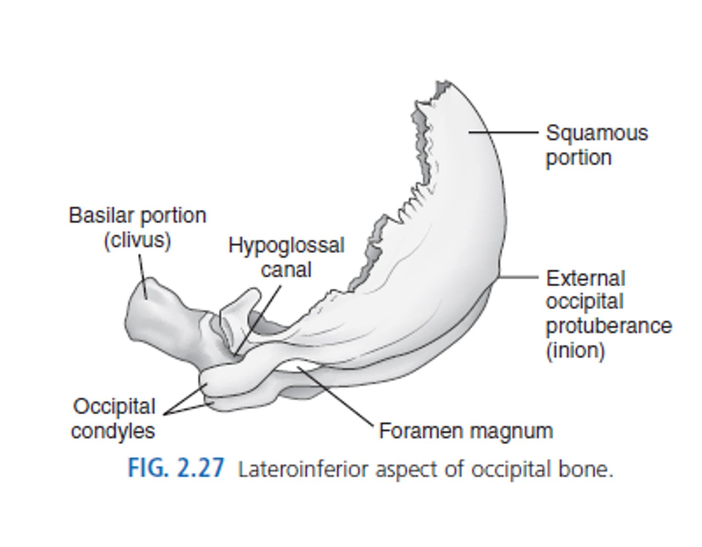 <p>squamous, 2 occipital condyles, basilar portion</p>