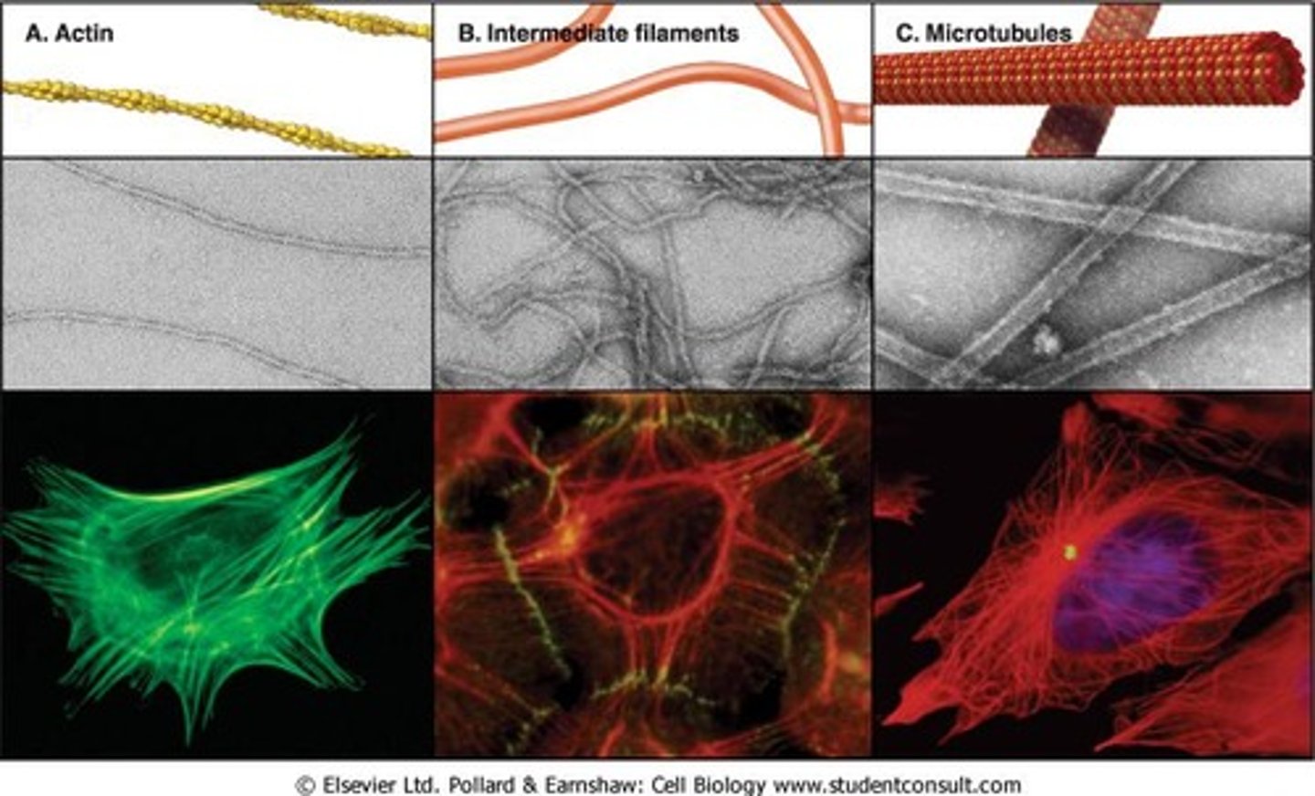 <p>Actin microfilaments, intermediate filaments, and microtubules.</p>