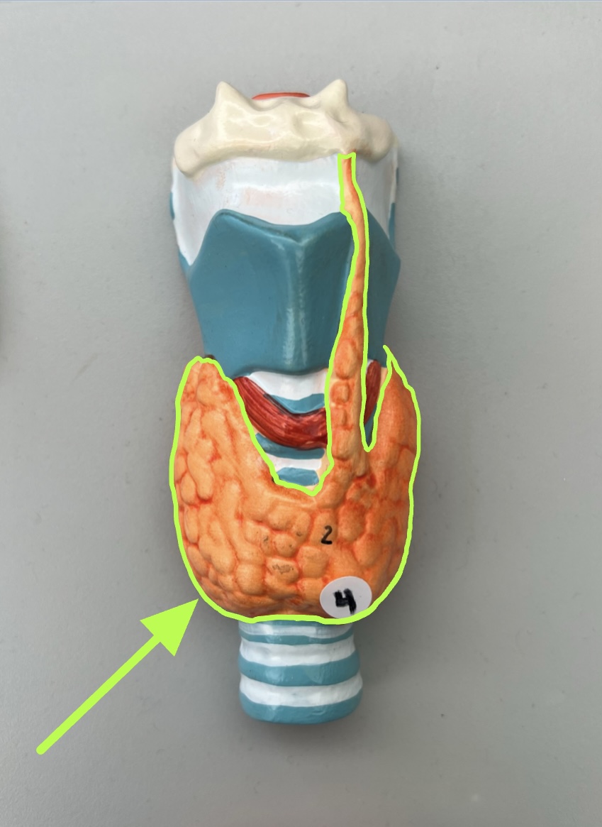 what hormone is secreted by this structure?