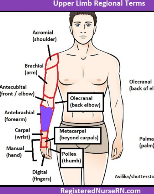 <p>Encompassing the forearm</p>