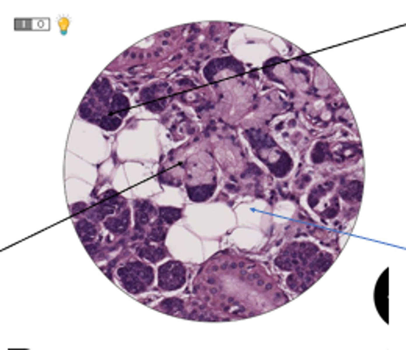 <p>BLUEE: cells and organ?</p>