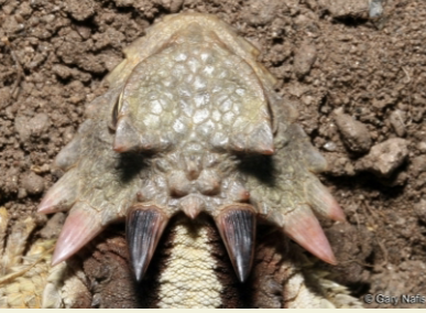 double row of horns