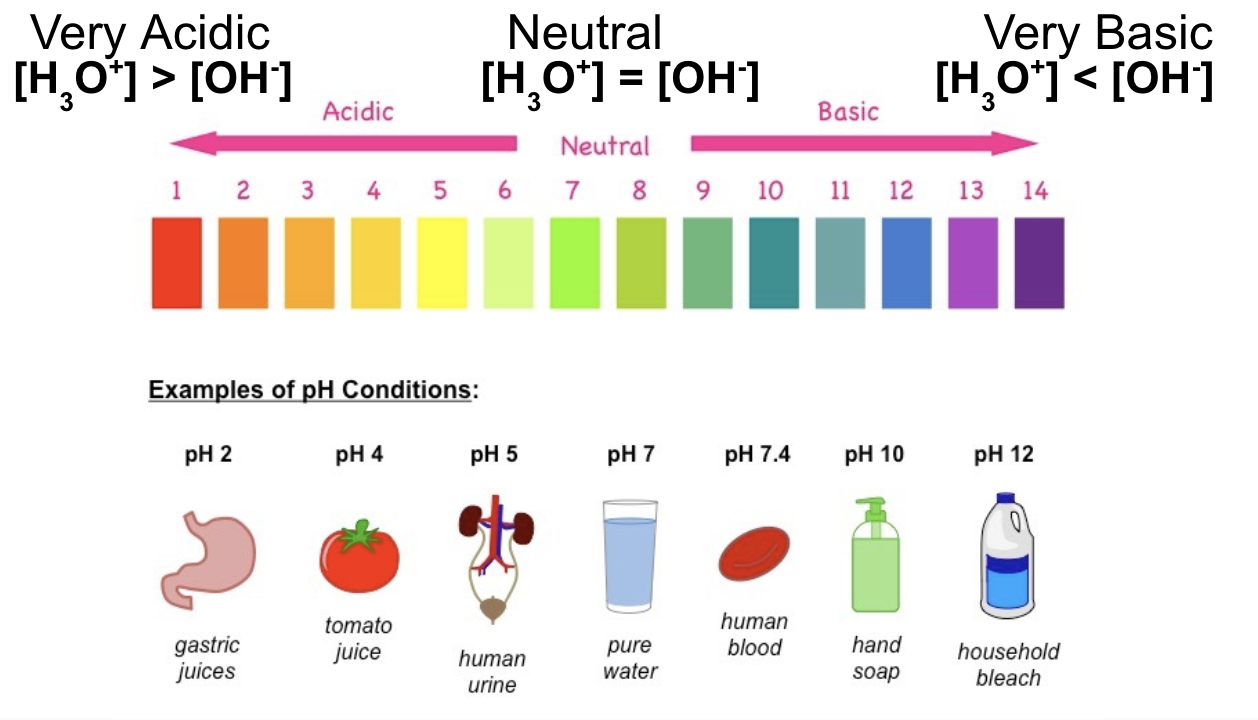 <p>[H<sub>3</sub>O<sup>+</sup>] > [OH<sup>-</sup>]  means concentration of hydronium ions is greater than concentration of hydroxide ions</p>