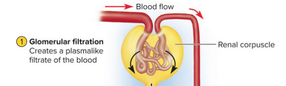 <p>Glomerular filtrate</p>