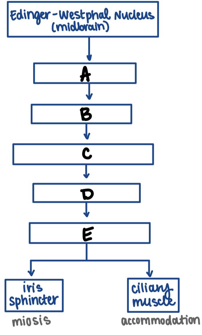 <p>B (parasympathetic innervation pathway to iris sphincter and ciliary muscles) </p>
