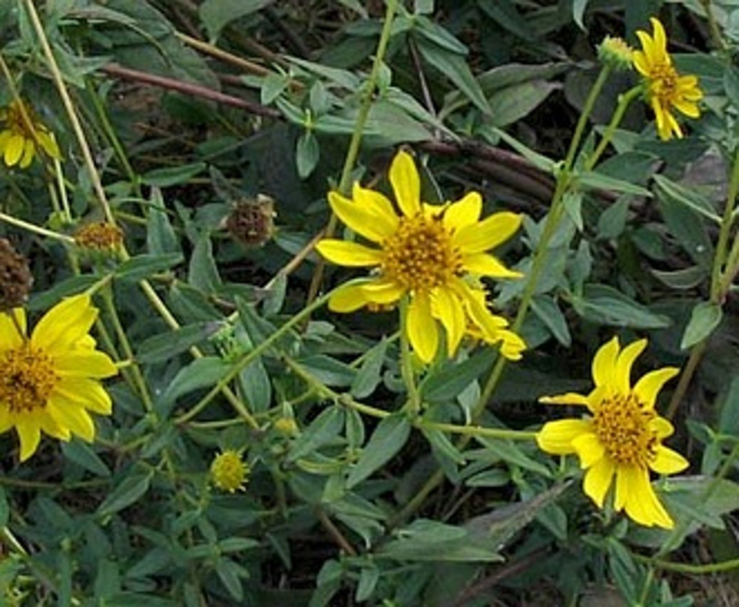 <p>Asteraceae. Slender sunflower</p>