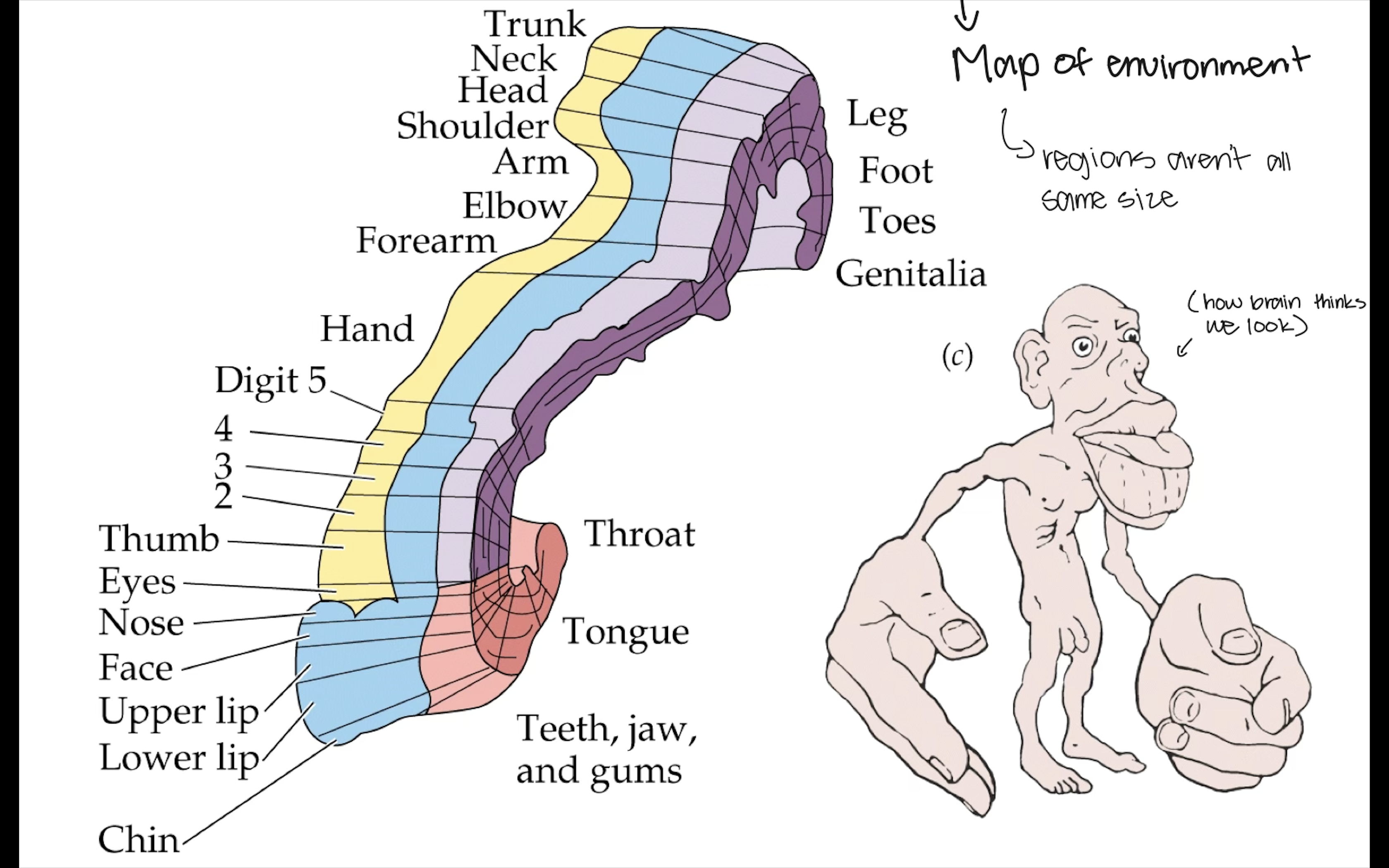 <p>They are arranged in a map of the environment, with regions not all being the same size.</p>