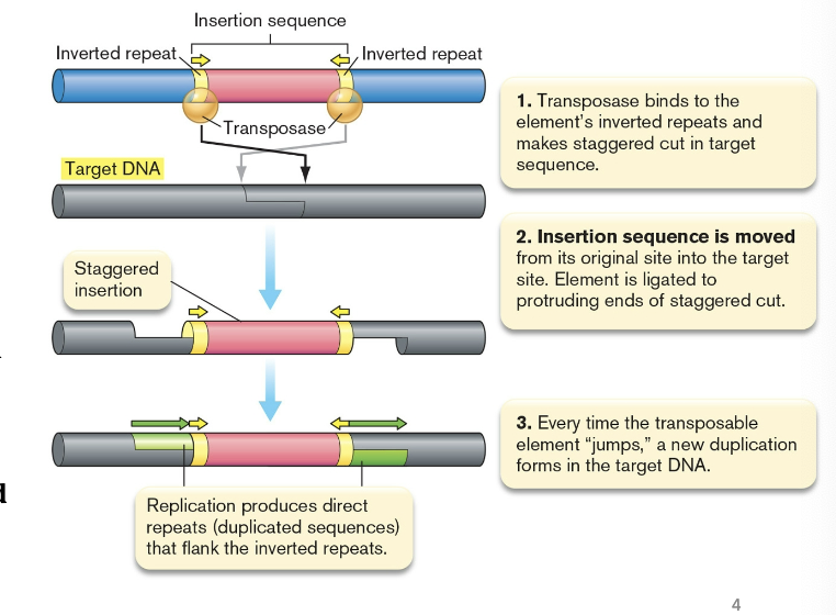 <p>it makes a pair of staggered cuts in the target DNA&nbsp;</p><p>cuts in different but nearby places on the two strands&nbsp;</p>