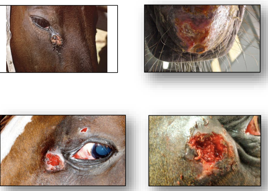<p>What is the term for infection with H. musca, H. microstomus, or D. megastoma in horses? It is also known as summer sores, is found around the eyes and mouth, and is treated with avermectins.</p>