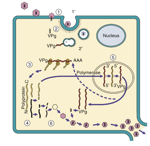 <p>Translation av DNA-virus liknar RNA-virus. </p><p>ssRNA-virus kan antingen vara <strong>antisense</strong> (templat) eller <strong>sense</strong> (mRNA). </p><p>mRNA-virus tar sig direkt till ribosomen för translation.</p><p>Templat-virus tar med sig eget polymeras och transkriberar mRNA i cytosolen. </p>