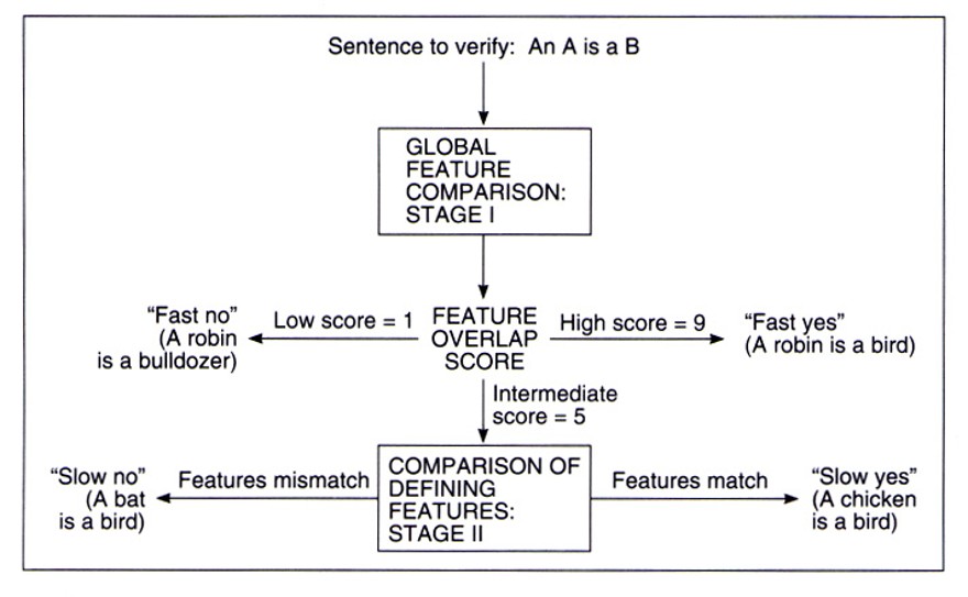 <p>________________ - The major process of information <strong><em>retrieval</em></strong> in the feature list model is <strong><em>this</em></strong></p><p><strong>Mind makes heuristic comparisons</strong></p><ul><li><p>True or false: A robin is a bird?</p></li></ul><p>To answer, first access each feature list from memory</p><ol><li><p><strong><u>Stage 1:</u> Comparison is fast and involves a global comparison of how much the features in each list overlap</strong></p></li></ol><p>Second, compare each list for common features (feature overlap</p><ol start="2"><li><p><strong><u>Stage 2:</u> Comparison is slow, occurring only when the lists have an intermediate amount of overlap</strong></p><ol><li><p>Stage 2 involves only the defining features of each list</p></li></ol></li></ol><p></p>