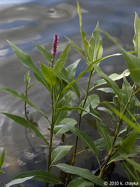 Polygonaceae

Polygonum hydropoperoides