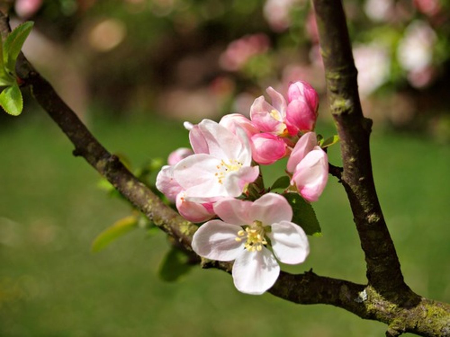 <p>personification - summer does not have "ripening breath"</p><p>metaphor - compares their love to a flower bud</p>