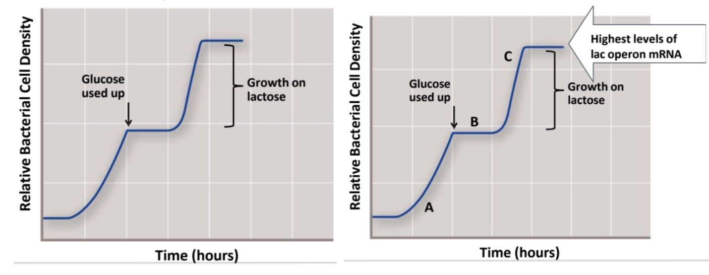 <p>when are levels of lac operon mRNA the highest, lowest, and no lac operon </p>