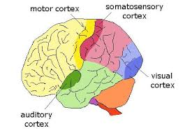 <p>an area in the brain where nerve signals are generated and sent to the muscles in the body that control movements<span>.</span></p>