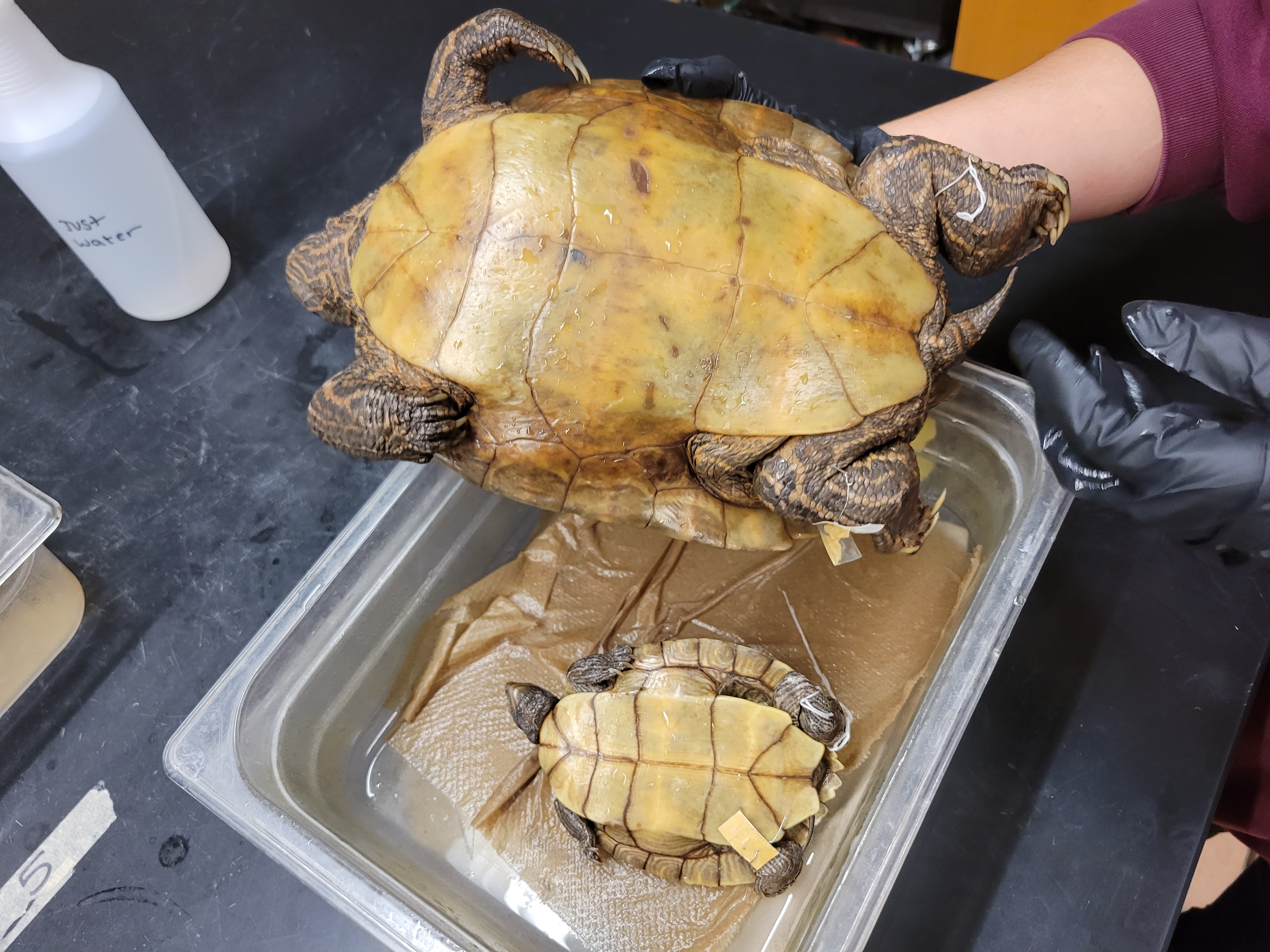 <p><span>F: Emydidae<br>Graptemys</span></p>