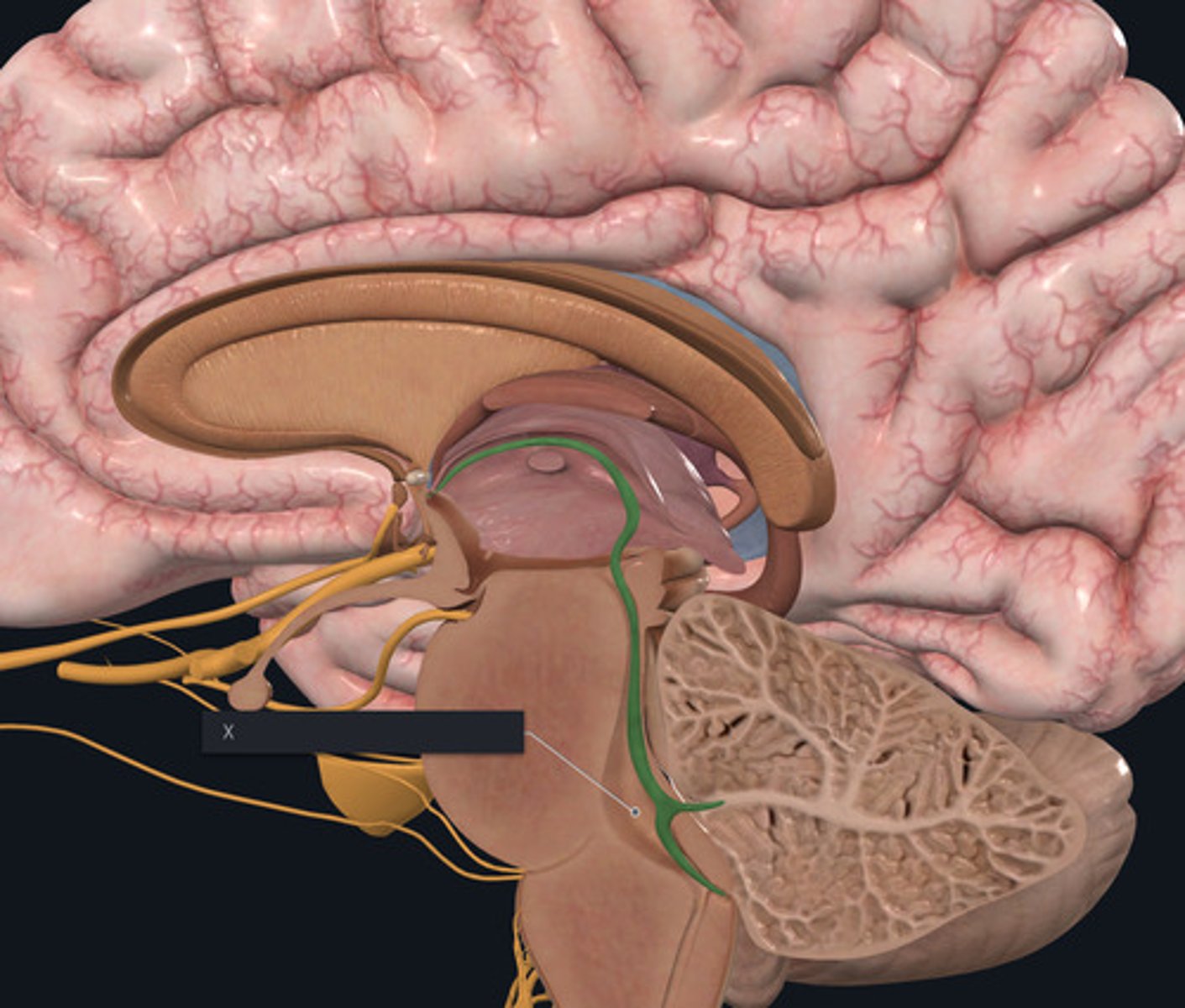 <p>Name the green highlighted structure by the X.</p>