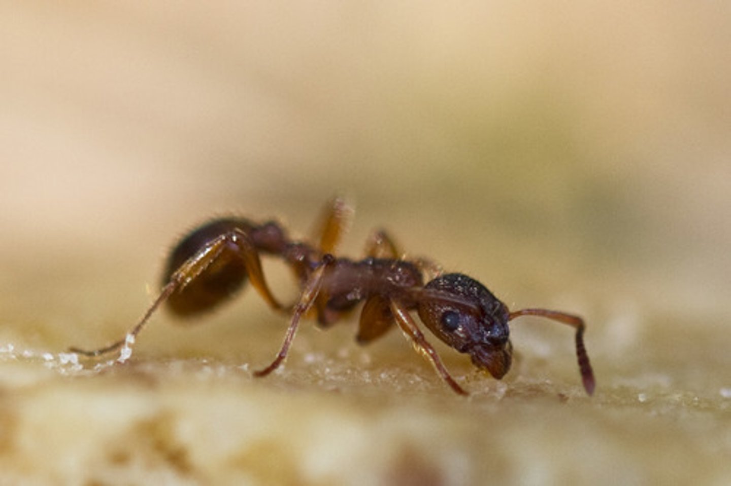 <p>ant</p>