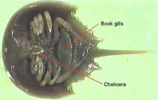 <p>Phylum, subphylum, and class?</p>