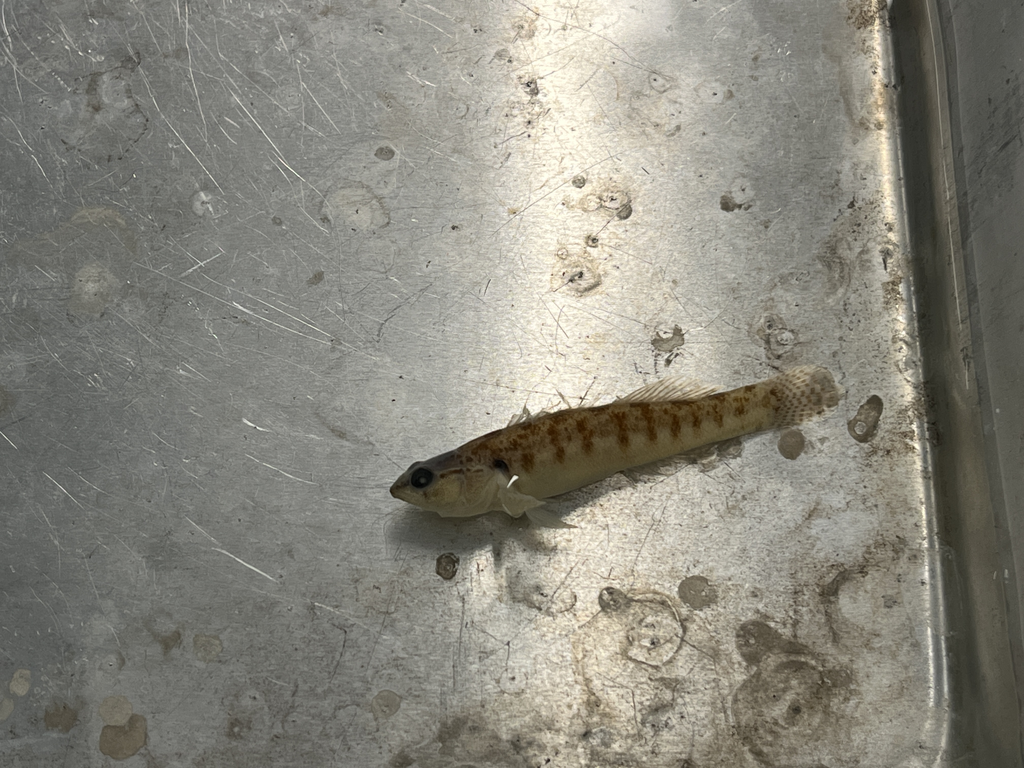 <p>Fantail Darter</p>