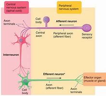 <p>1) Dendrites → in CNS </p><p>2) Cell body → in CNS </p><p>3) Axon → projects to effector organ </p>