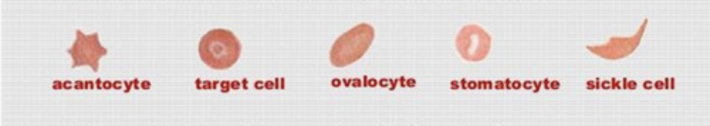 <p>what would these cells be an example of?</p>