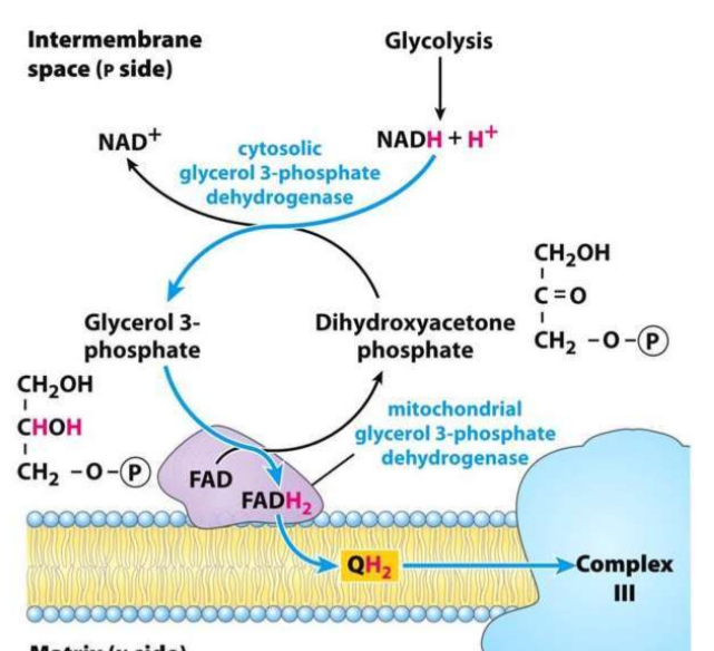Glycerol phosphate = faster (brain and skeletal muscle) 

malate aspartate = NADH is used to transport oxaloacetate as malate into matrix from cytosol. Malate goes back to oxaloacetate to produce an NADH in the matrix. 