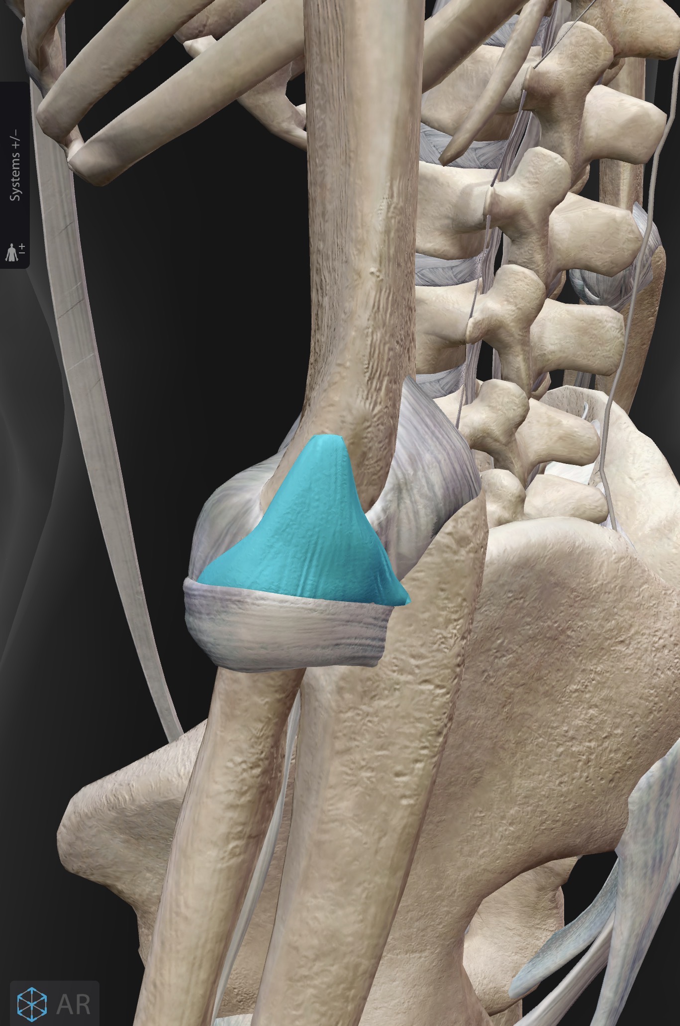 <p>What ligament is this? What does it do?</p>