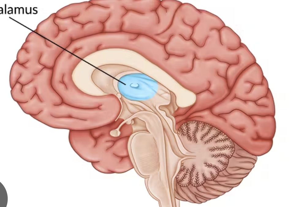 <p>“egg-shaped” inner chamber that makes up most of the diencephalon; forms mass bordering lateral aspect of third ventricle; “gatekeeper” for all sensory information goig to cerebral cortex</p>