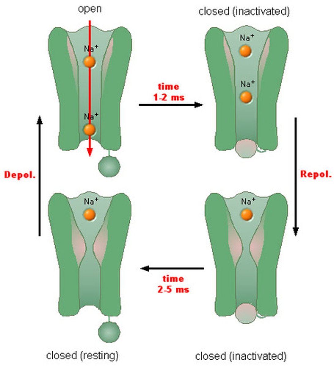 <p>Receptors stimulated by ACH allow sodium (Na+) channels in muscle cell to open</p>